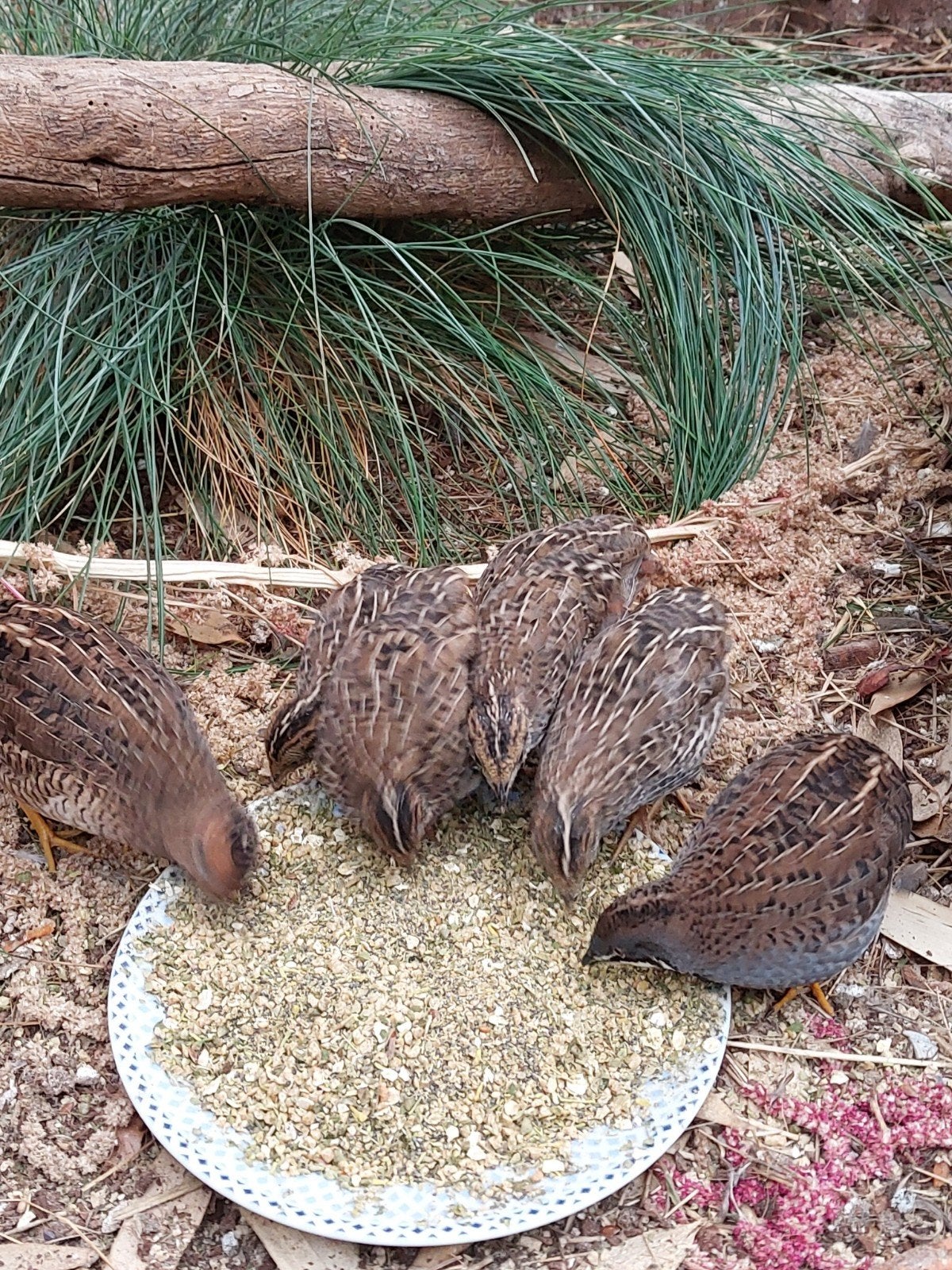 Jonge Chinese dwergkwartels – wildkleur & natuurbroed, Meerdere dieren, Tropenvogel, Tam
