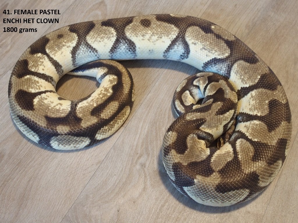 Koningspythons halfwas en volwassen kweekdieren deel 2 Ball Python photo 17