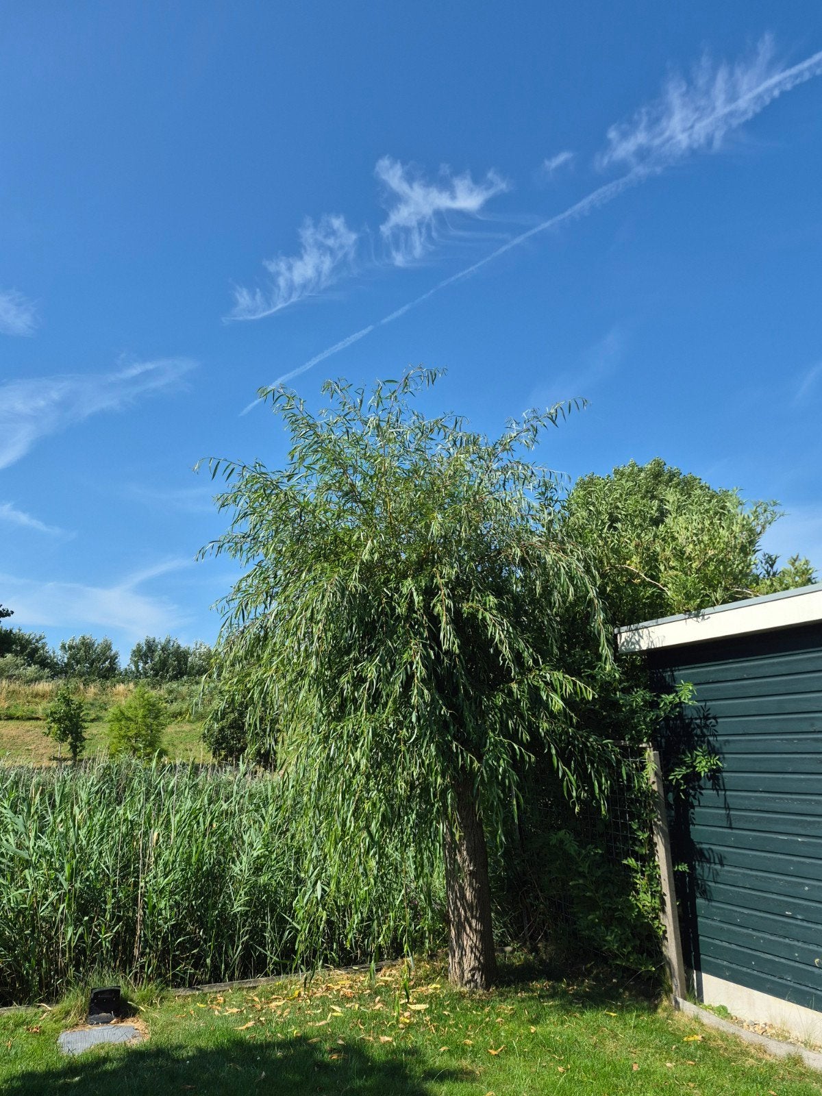 Prachtige Dakbomenen Treurwilg voor uw Tuin, Tuin en Terras, Planten | Bomen, Lente, Dakboom, 400 cm of meer, Ophalen