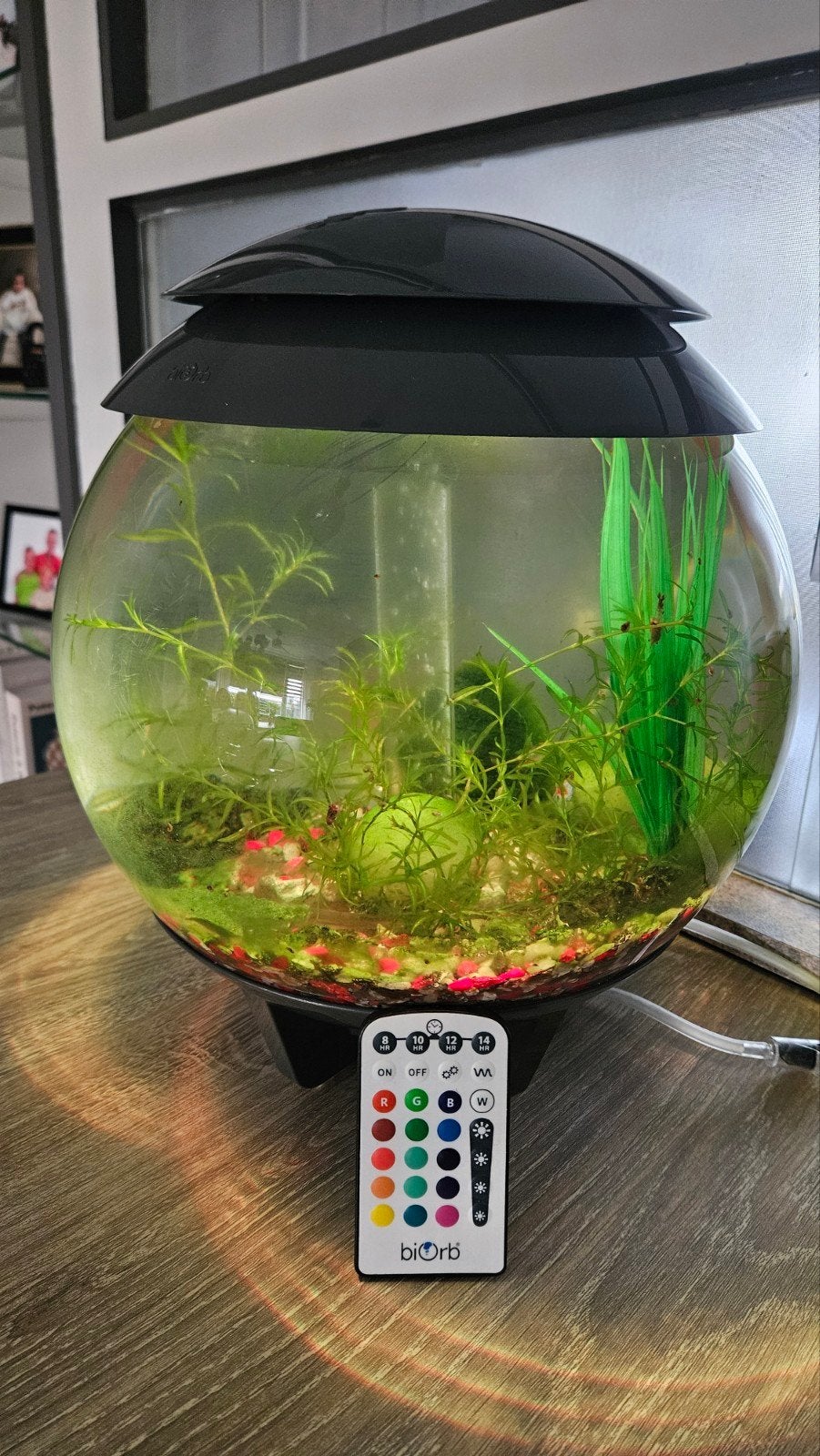 mooi biol aquarium, Ophalen, Zo goed als nieuw, Gevuld zoetwateraquarium
