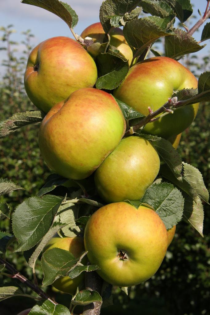 HOOGSTAM FRUITBOMEN, Tuin en Terras, Planten | Fruitbomen, Overige soorten, 250 tot 400 cm, Volle zon, Lente, Ophalen