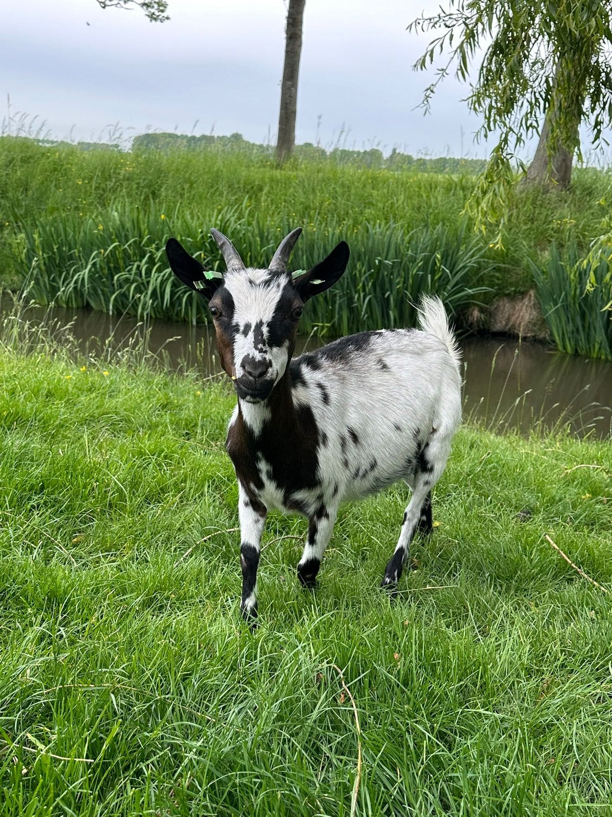Dwerggeitjes, Dieren en Toebehoren, Vrouwelijk, Geit, 0 tot 2 jaar