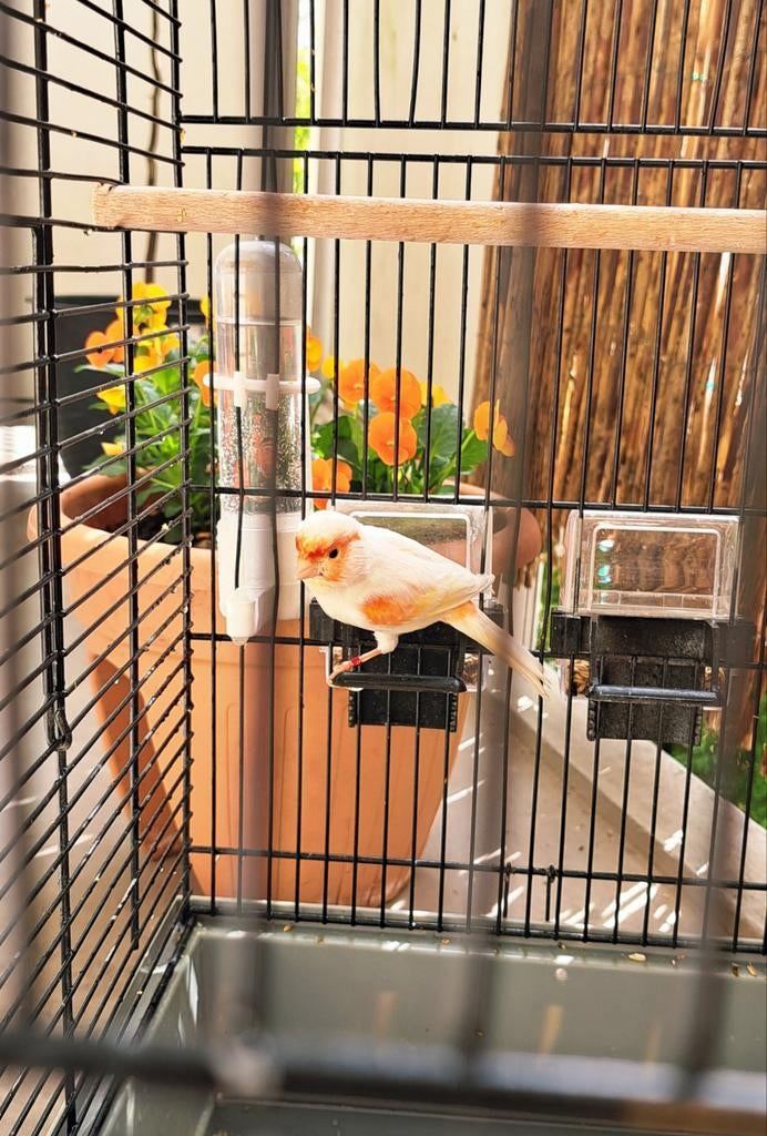 Rood mozaïek uit 25, Dieren en Toebehoren, Vogels | Kanaries, Mannelijk, Kleurkanarie