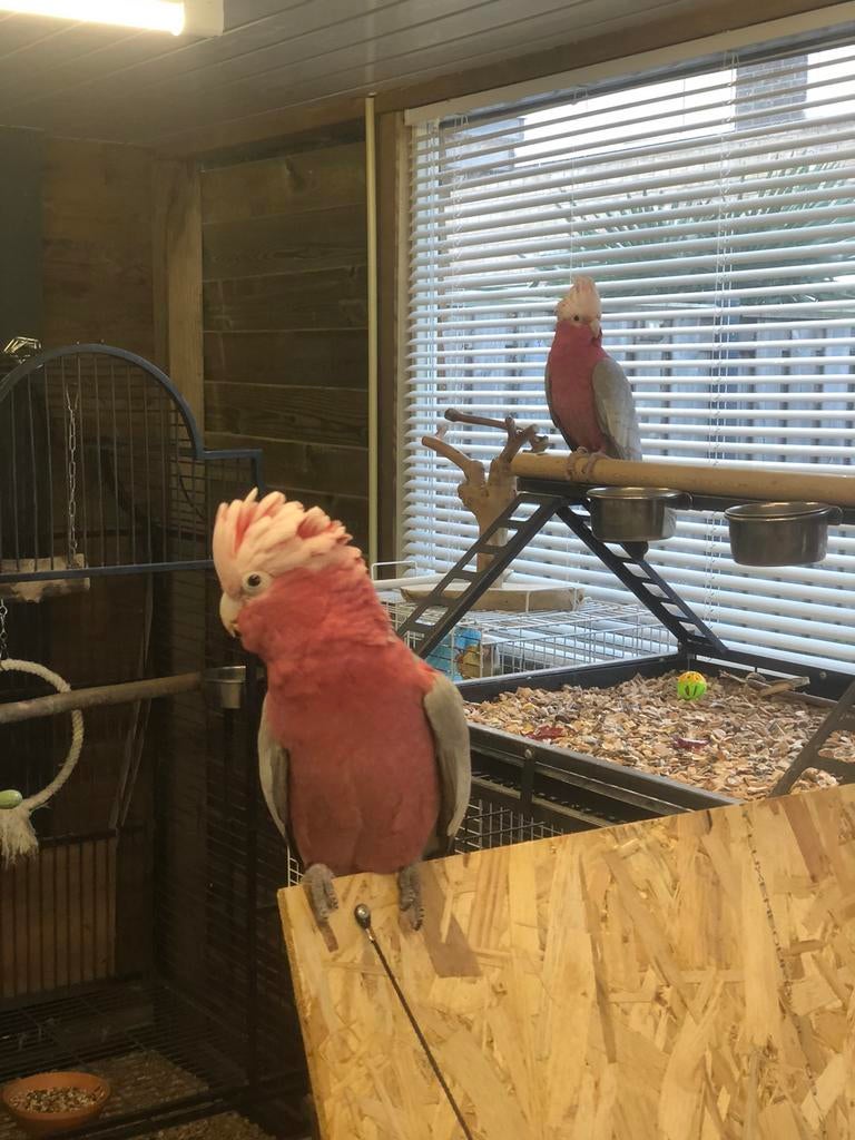 Tamme roze kaketoe,s, Papegaai