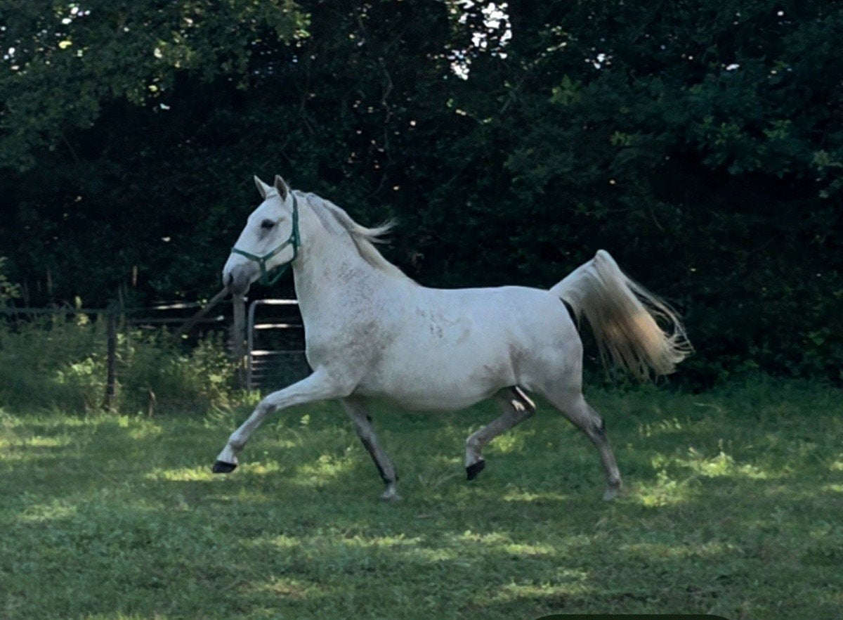2 x lipizzaner merrie, 11 jaar en D Lippizaner pony, 6 jaar, Merrie, Minder dan 160 cm, Met stamboom, Niet van toepassing