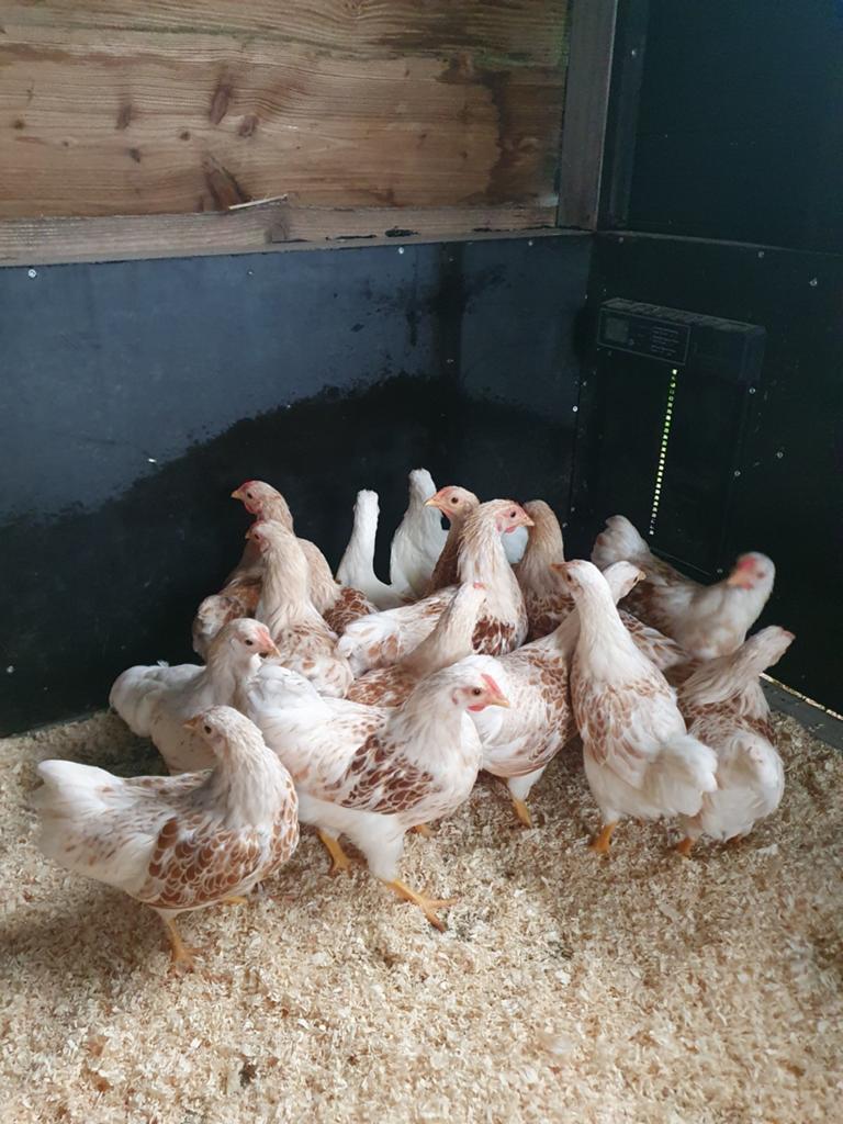 Wyandotte geel wit gezoomd, Dieren en Toebehoren, Pluimvee, Vrouwelijk, Kip