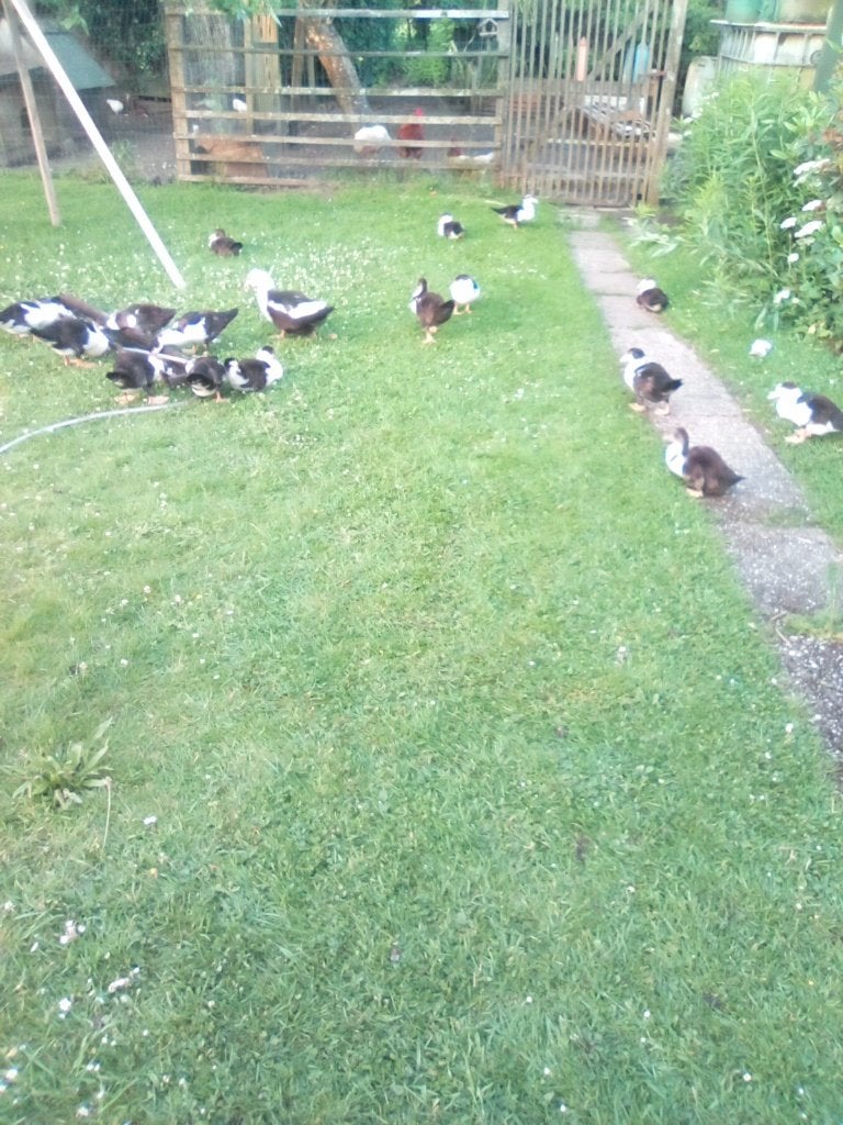 Kaapse eenden, Dieren en Toebehoren, Pluimvee, Geslacht onbekend, Eend