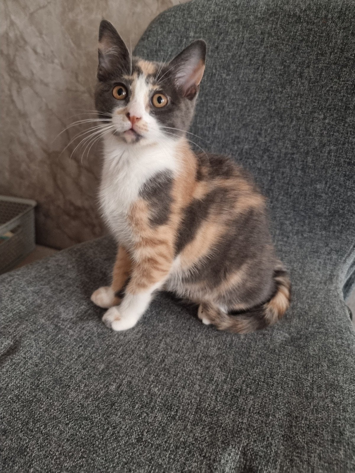 Hele lieve britse korthaar poes, Dieren en Toebehoren, Katten en Kittens | Raskatten | Korthaar, Poes, Ontwormd