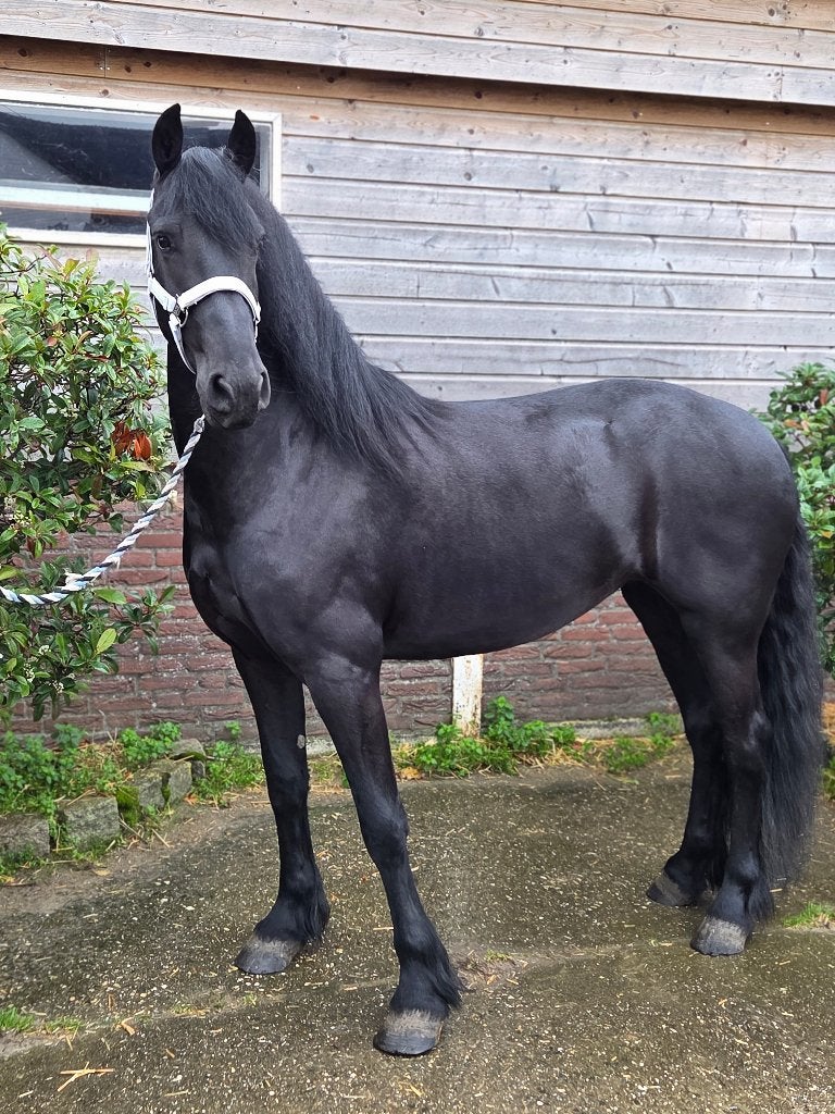 FRIESE PAARDEN TE KOOP, Dieren en Toebehoren, Merrie, Dressuurpaard, 3 tot 6 jaar, 160 tot 165 cm