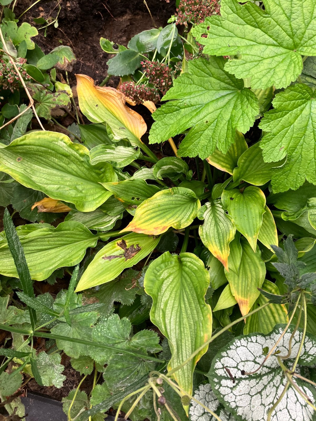 Hosta planten vaste plant, Ophalen, Overige soorten, Halfschaduw
