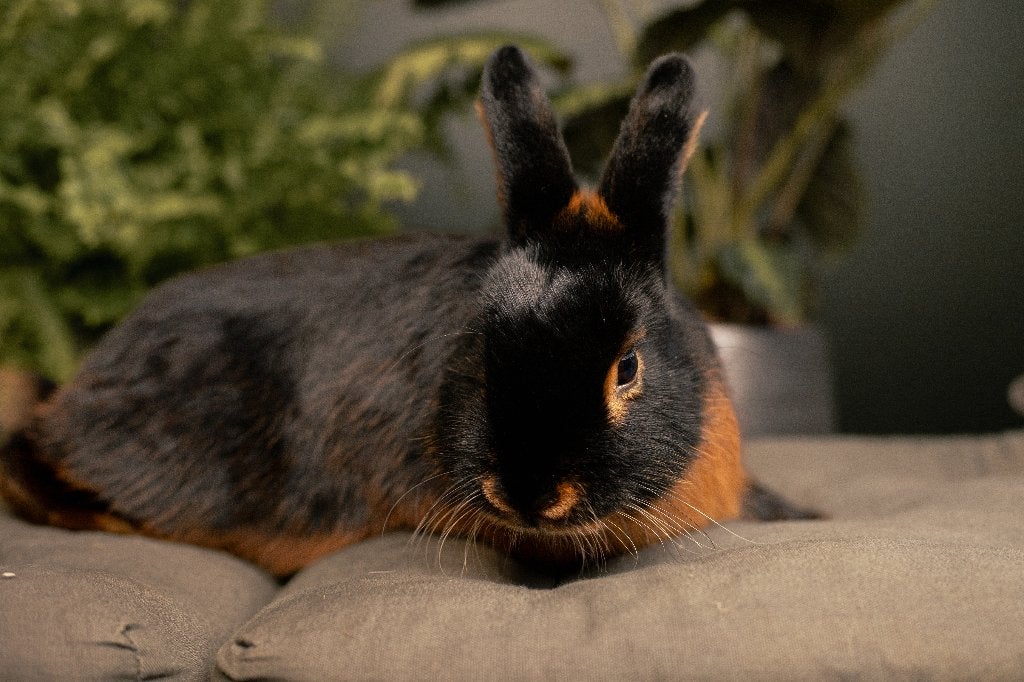 Black en tan | Kleine, lieve konijnen | Mooie kleurslag, Dieren en Toebehoren, Konijnen, Dwerg, Meerdere dieren, 0 tot 2 jaar