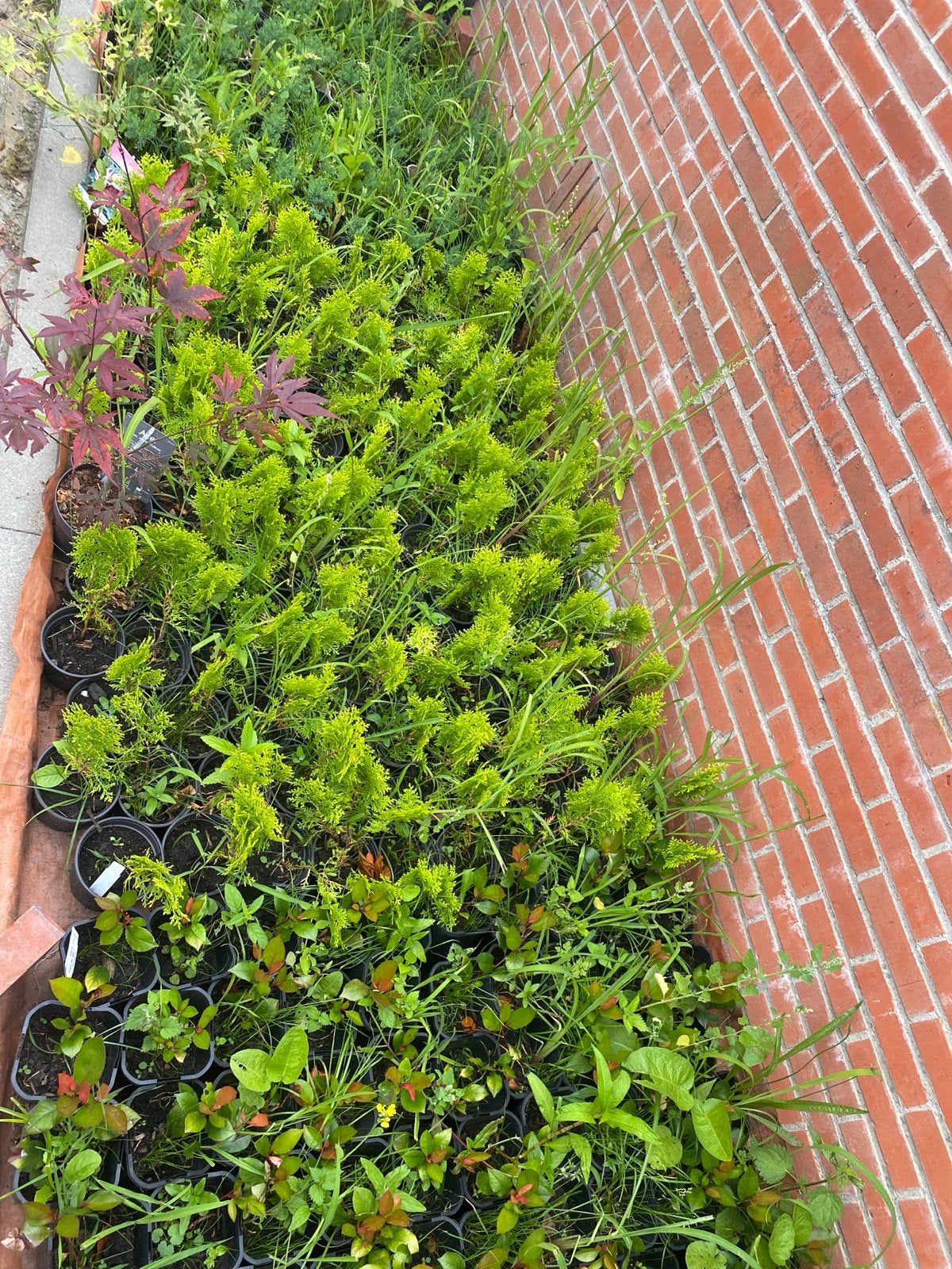 Stekplantjes: Buxus, Laurier, Conifeer, Taxus, Vaste plant, Bloeit niet, Halfschaduw, Ophalen