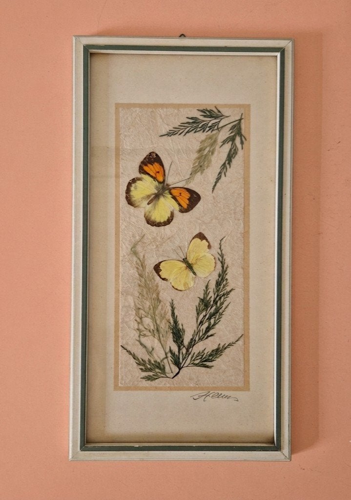 Vintage lijst opgezette vlinders schilderij droogbloemen, Ophalen of Verzenden