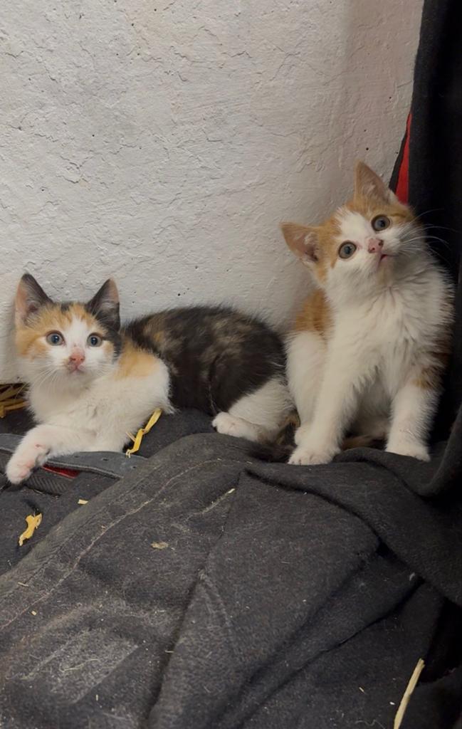 6 hele lieve kittens te koop, Dieren en Toebehoren, Katten en Kittens | Overige Katten, Meerdere dieren, Kortharig, 0 tot 2 jaar