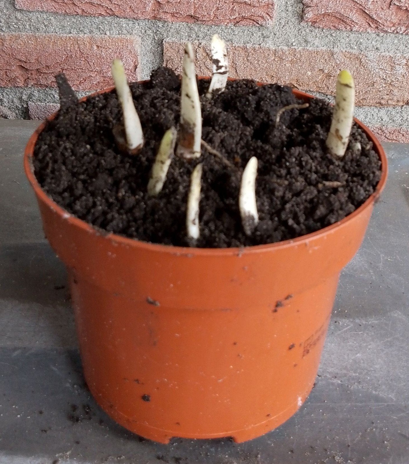 Lenteklokje, Leucojum, vaste plant, bio, Vaste plant, Halfschaduw, Lente, Ophalen