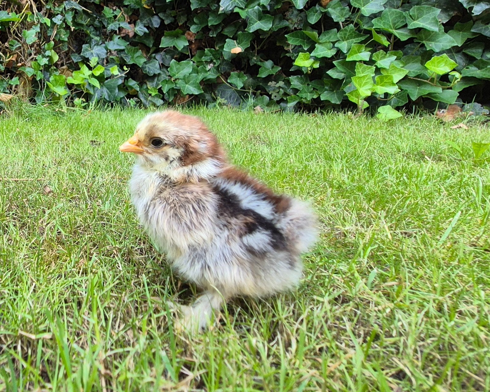 Brahma kuikens kippen, Dieren en Toebehoren, Pluimvee, Geslacht onbekend, Kip