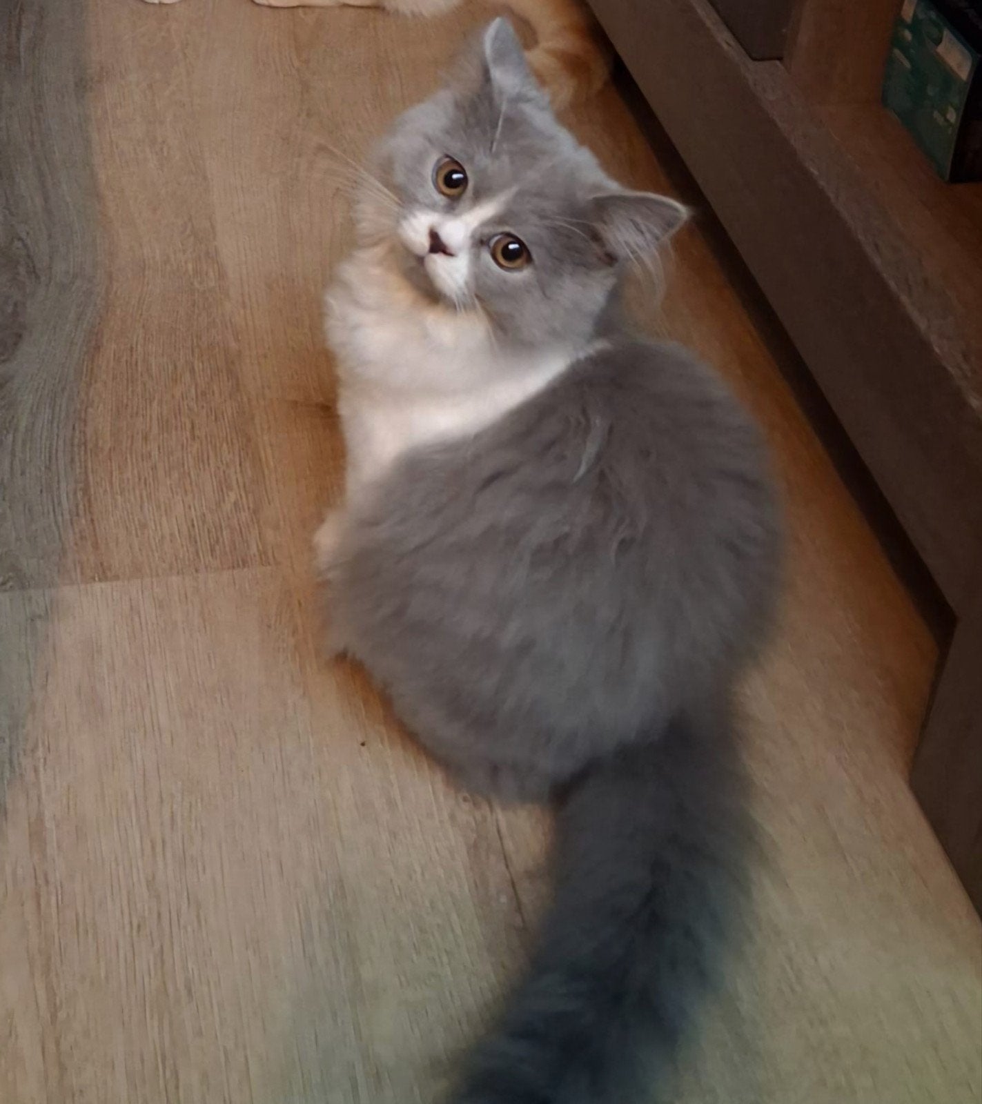 Nog 1 Britje te koop, Poes, Met stamboom, 0 tot 2 jaar