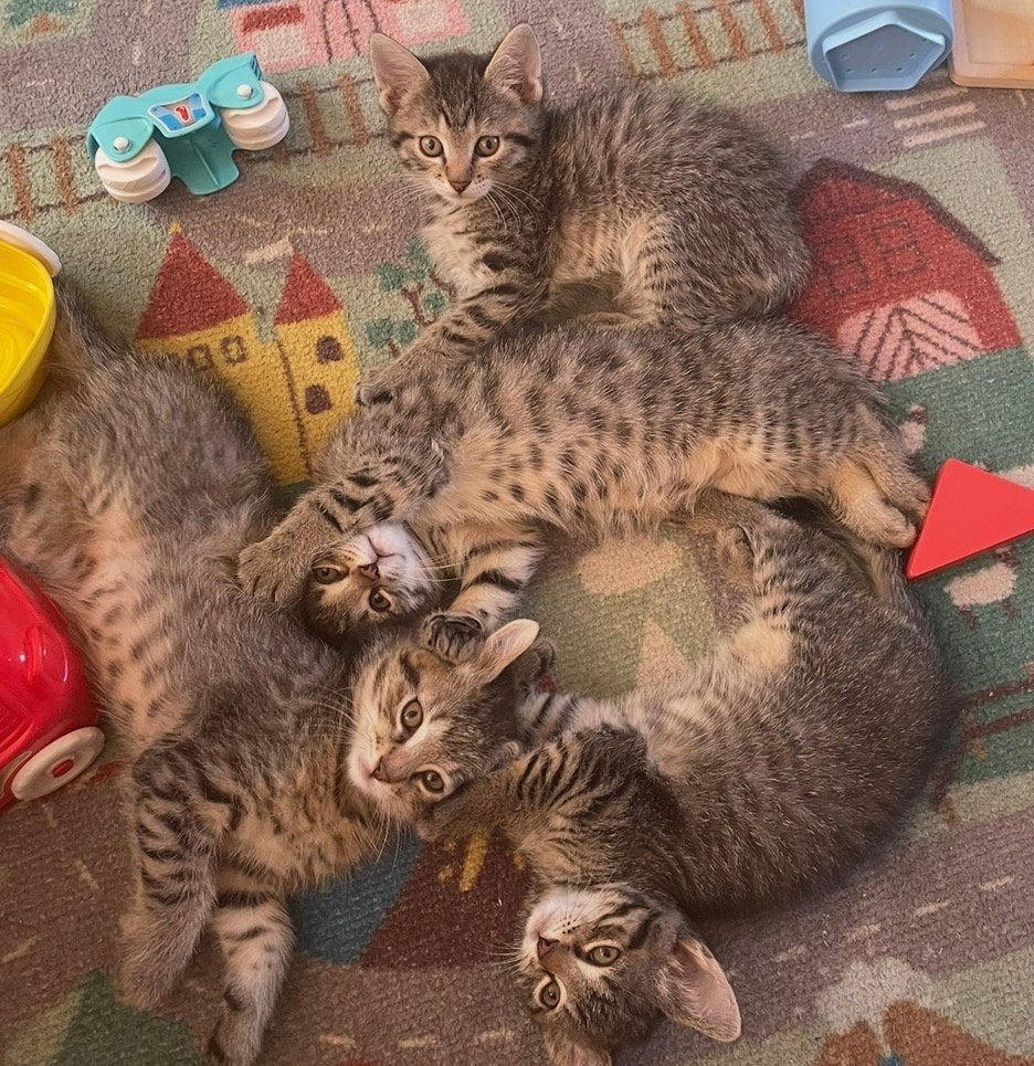 Hele lieve cyper kittens 10 weken oud, Dieren en Toebehoren, Poes, Ontwormd