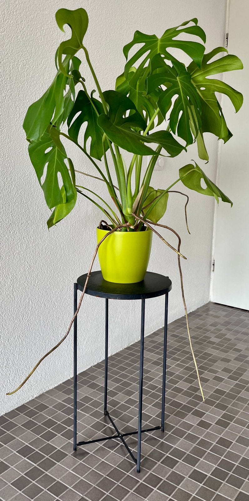 Monstera in pot with free stand, Ophalen, Overige materialen, Rond, Zo goed als nieuw