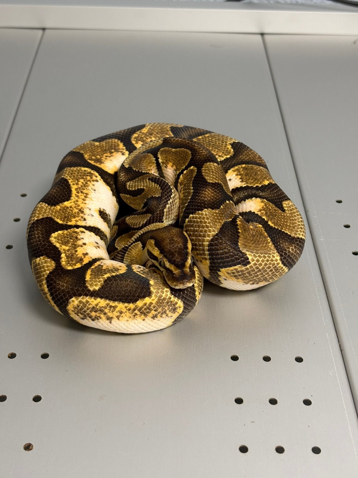 Python regius, Koningspython, Ballpython, Slang, 0 tot 2 jaar