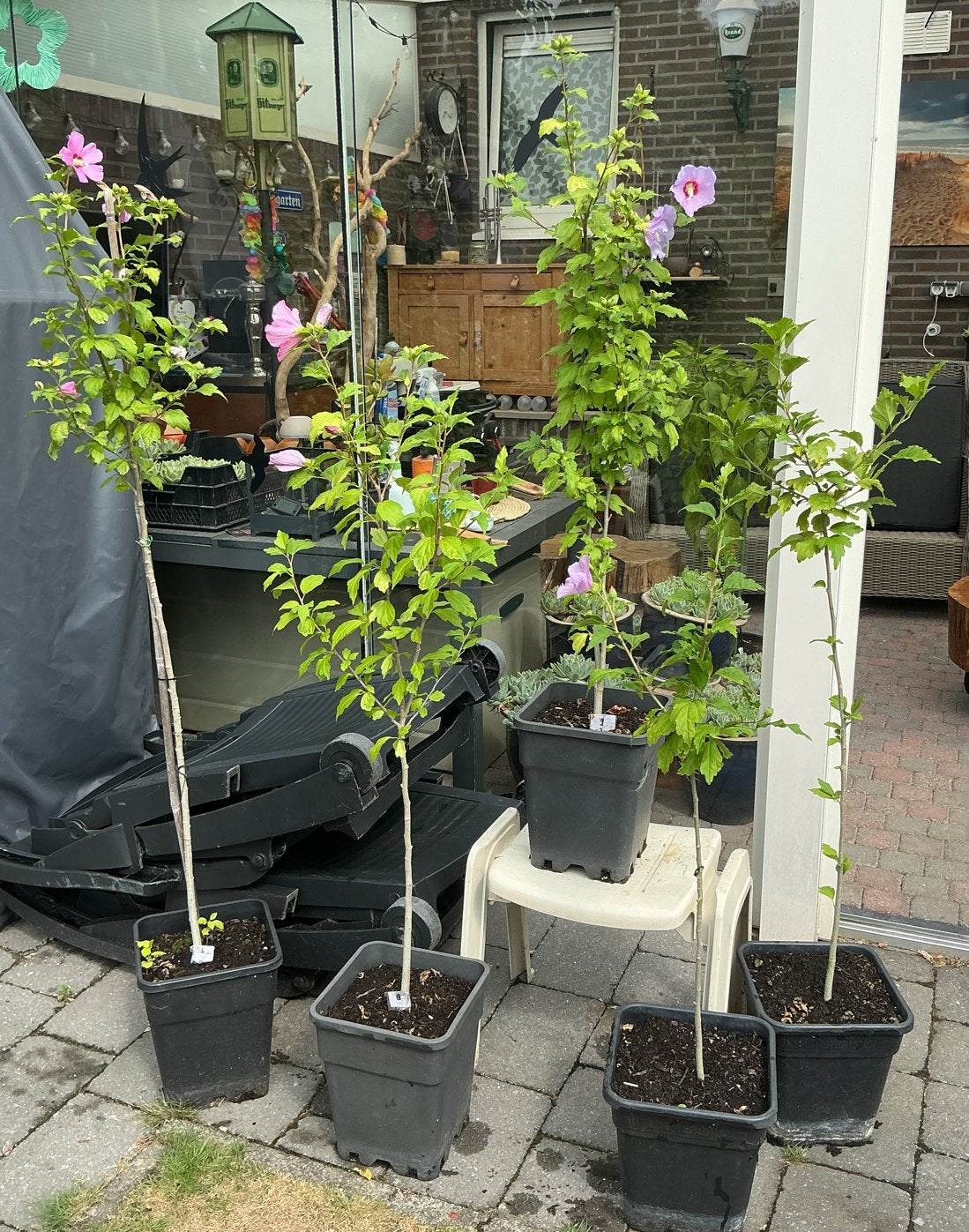 5 Rose Hibiscus planten - Diverse kleuren en maten 🌸, Volle zon, Vaste plant, Zomer, Ophalen