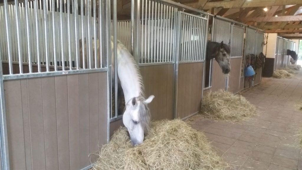 Paardenbox op maat, Paardenboxen, Stalwanden, Stal wanden