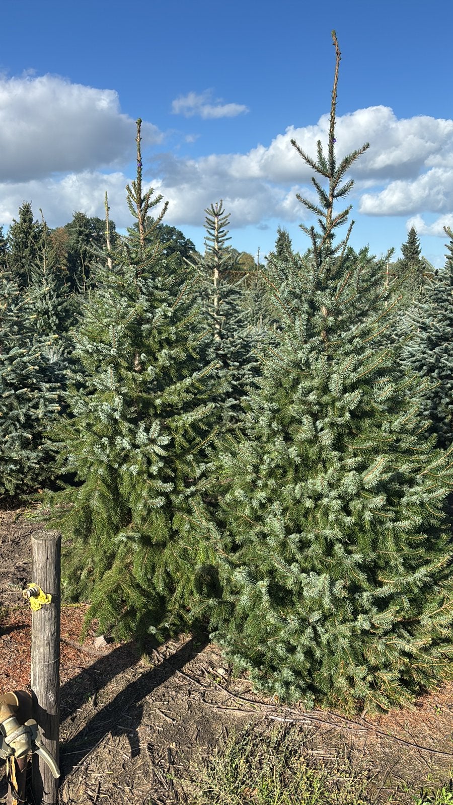Kerstbomen  partij 200-250cm 100 stuks, Ophalen