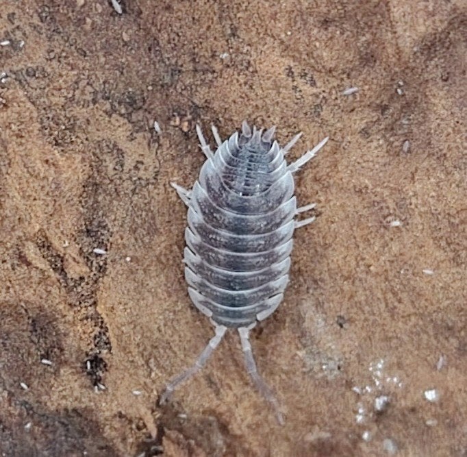 Porcellio hoffmannseggi - Isopods, Dieren en Toebehoren, Overige soorten
