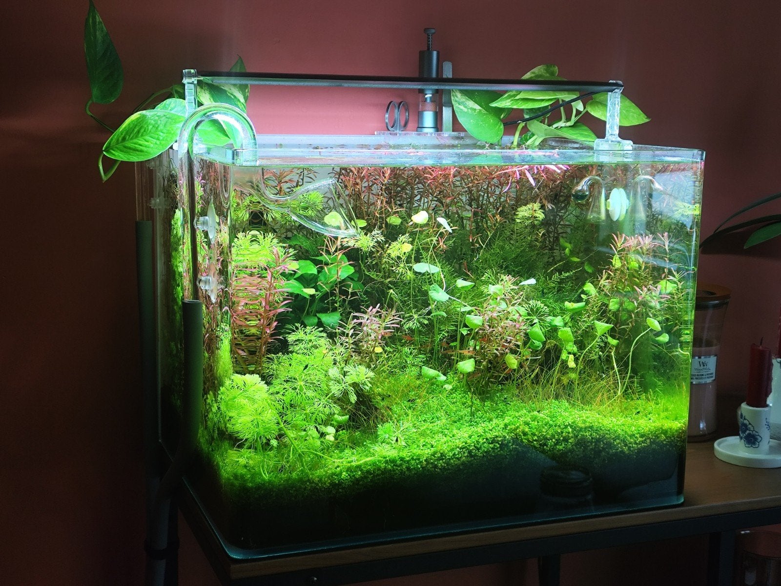 Trimbeurt Aquarium; drie zakjes, Ophalen, Plant(en), Steen of Hout
