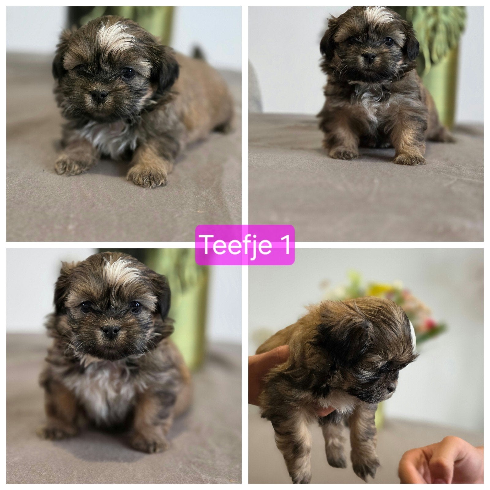 Mooie lieve shih-tzu pups!., Dieren en Toebehoren, Overige rassen, 8 tot 15 weken, Meerdere, Meerdere dieren