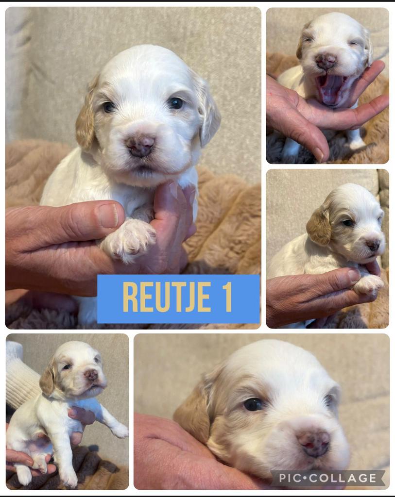 Cockapoo, Dieren en Toebehoren, Honden | Retrievers, Spaniëls en Waterhonden, Reu, Meerdere, Spaniël, Nederland
