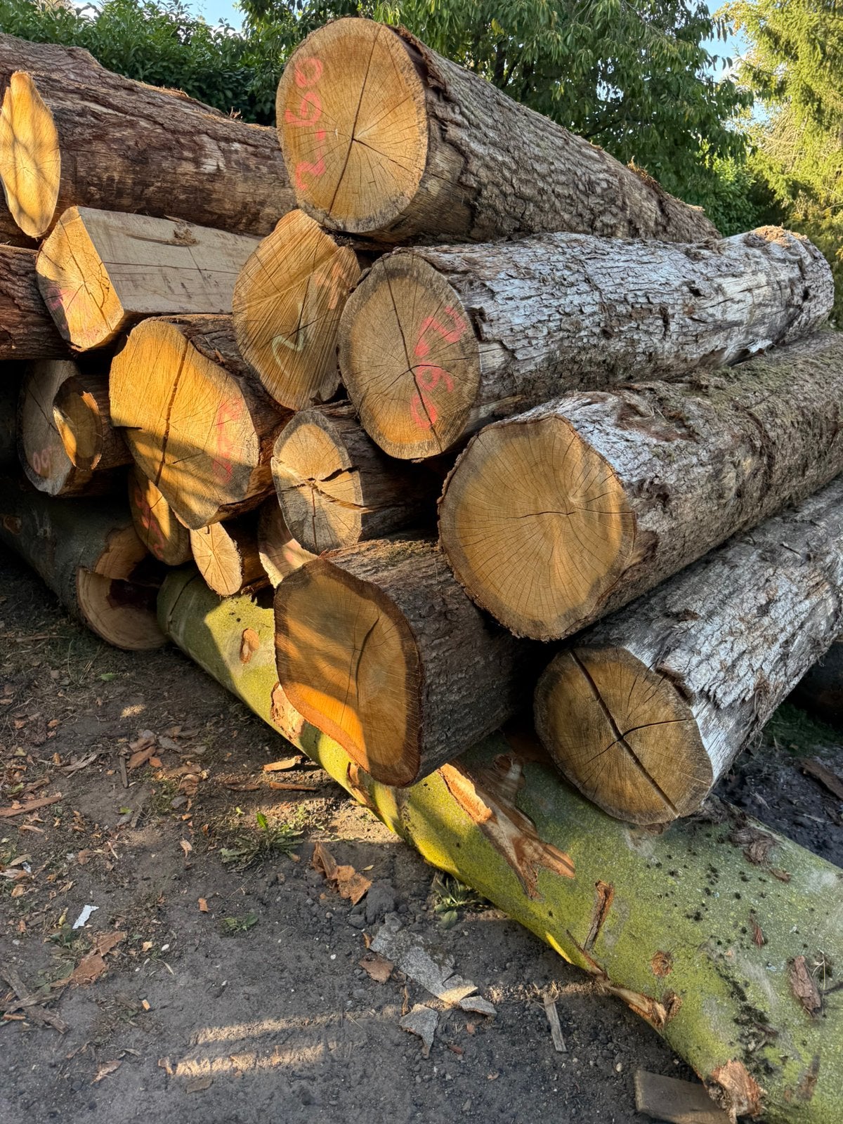 stam hout, 6 m³ of meer, Ophalen