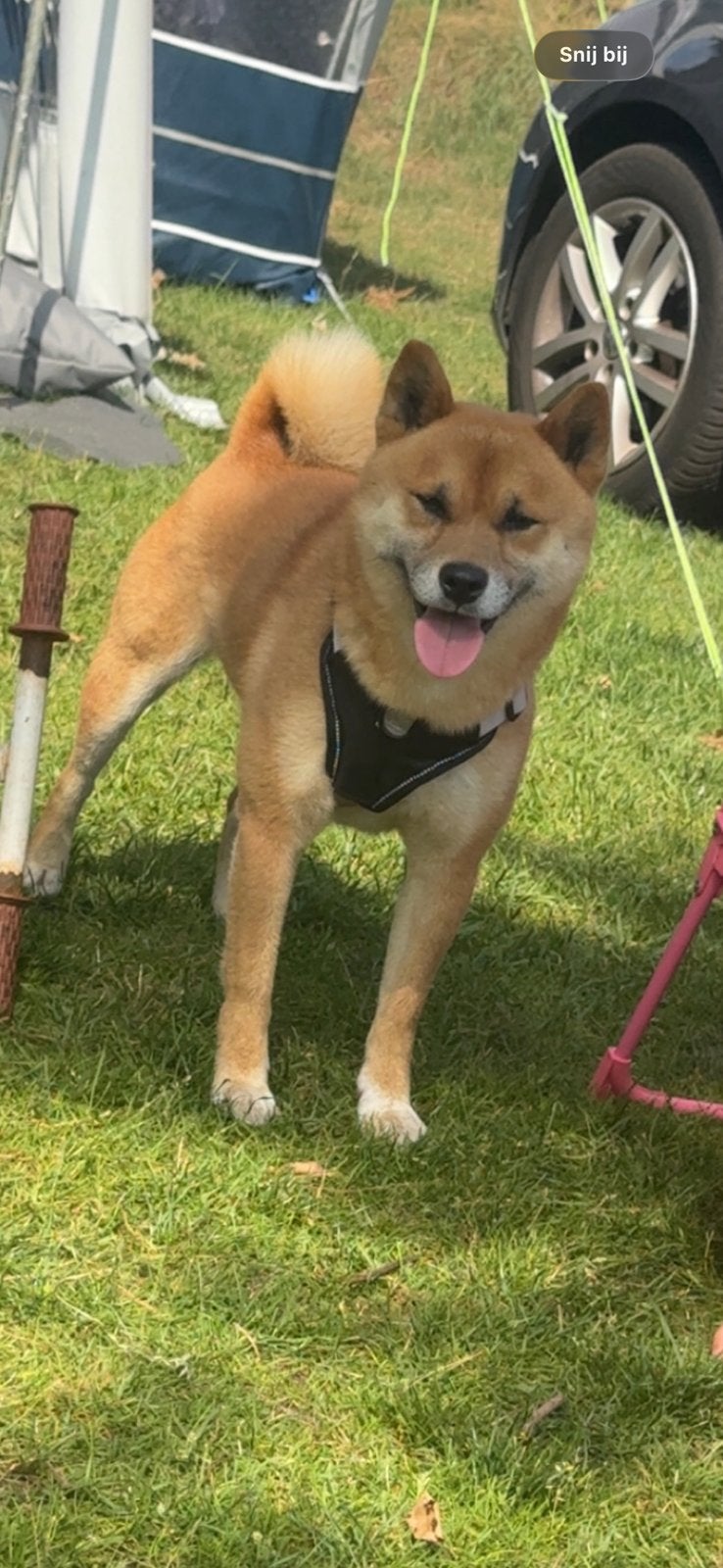 Shiba inu, Dieren en Toebehoren, Particulier, Rabiës (hondsdolheid), Buitenland, Eén hond