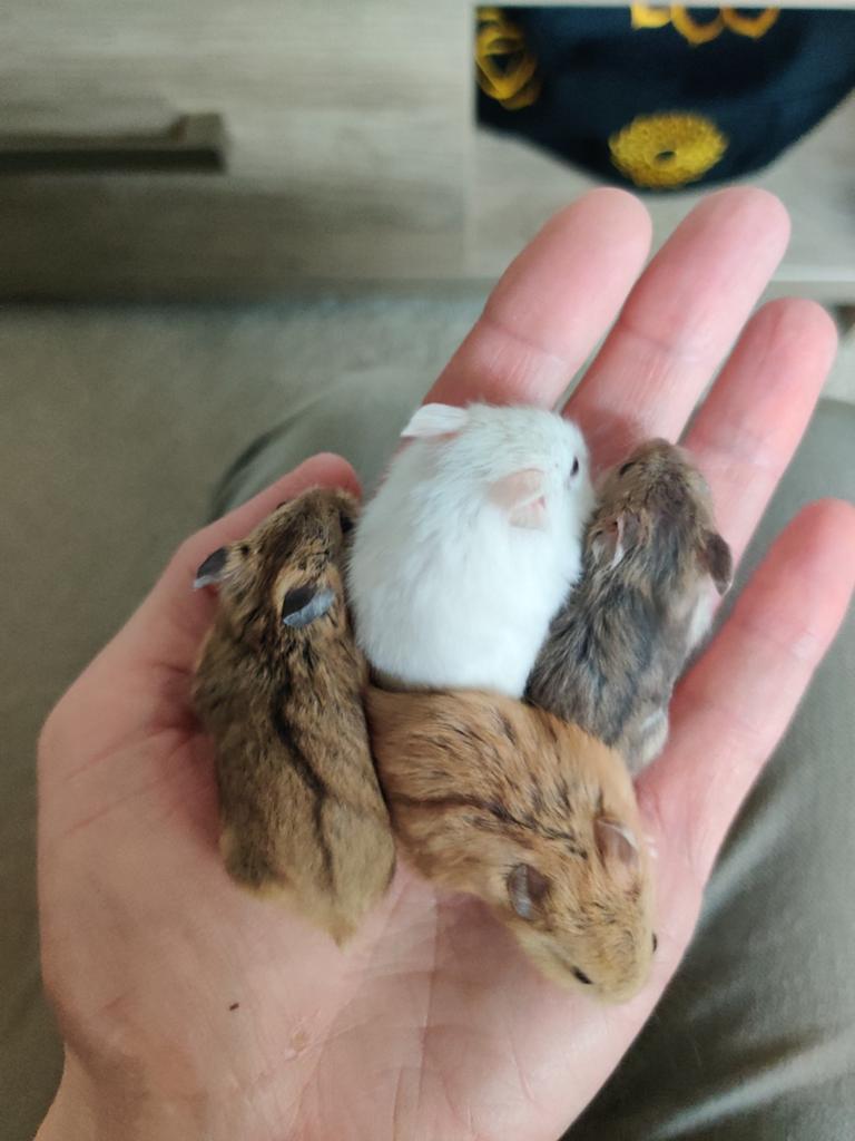Tamme lieve dwerghamsters (met of zonder kooi naar keuze), Hamster, April, Meerdere dieren, Tam