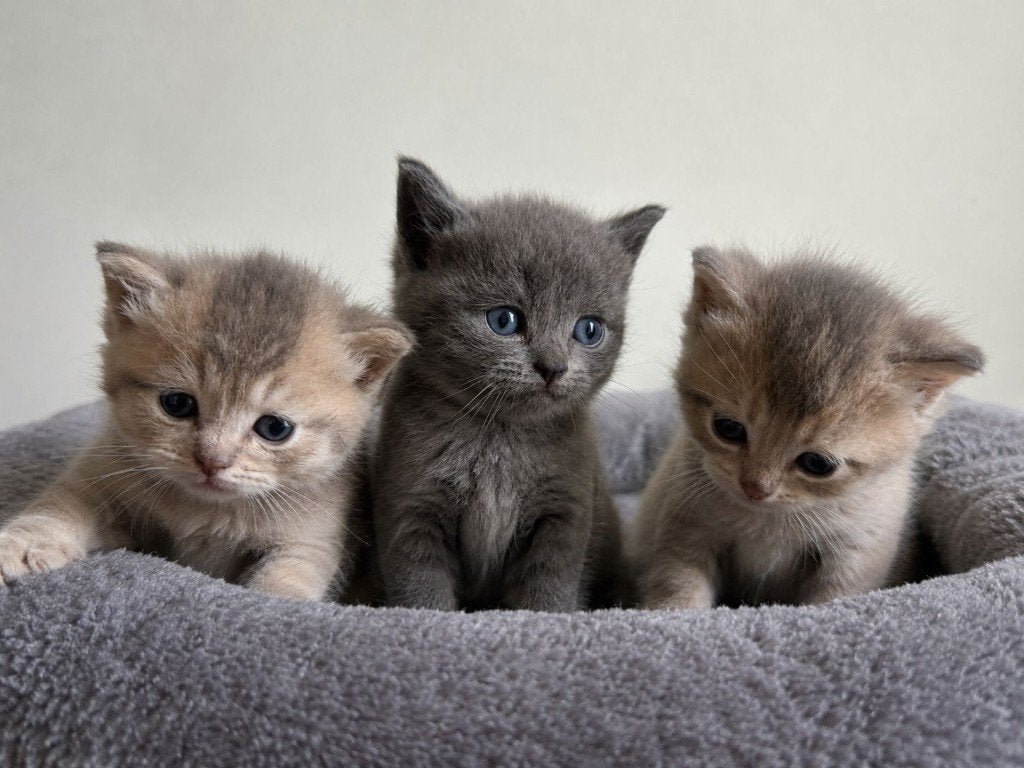 3 Super mooie Britse korthaar kittens, Meerdere dieren, Ontwormd, 0 tot 2 jaar