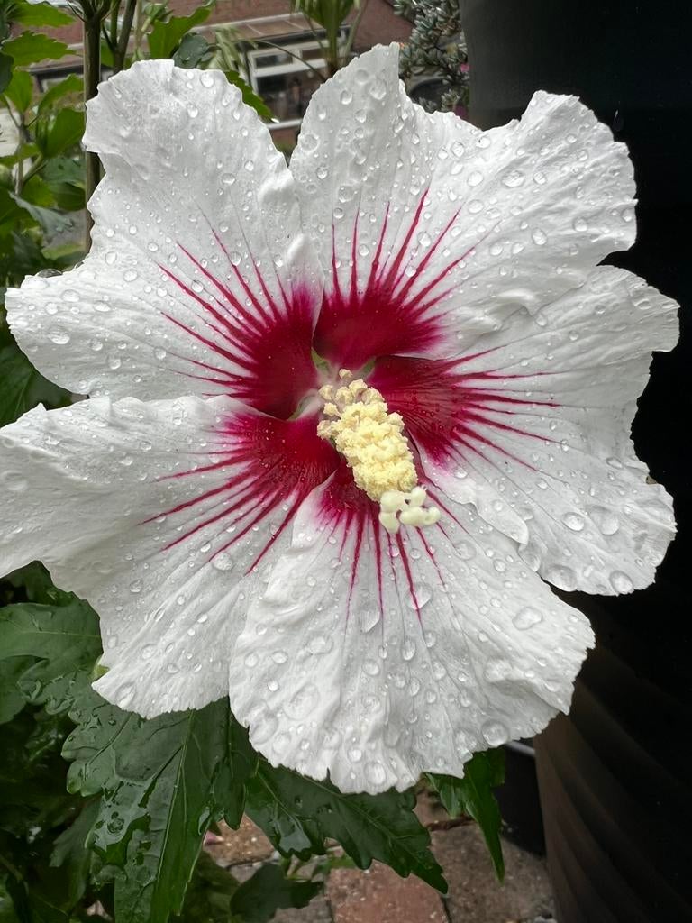 Prachtige bloeier ❤️ wit met rood hart hibiscus plant, Tuin en Terras, Planten | Bomen, Volle zon, 100 tot 250 cm, Zomer, Overige soorten