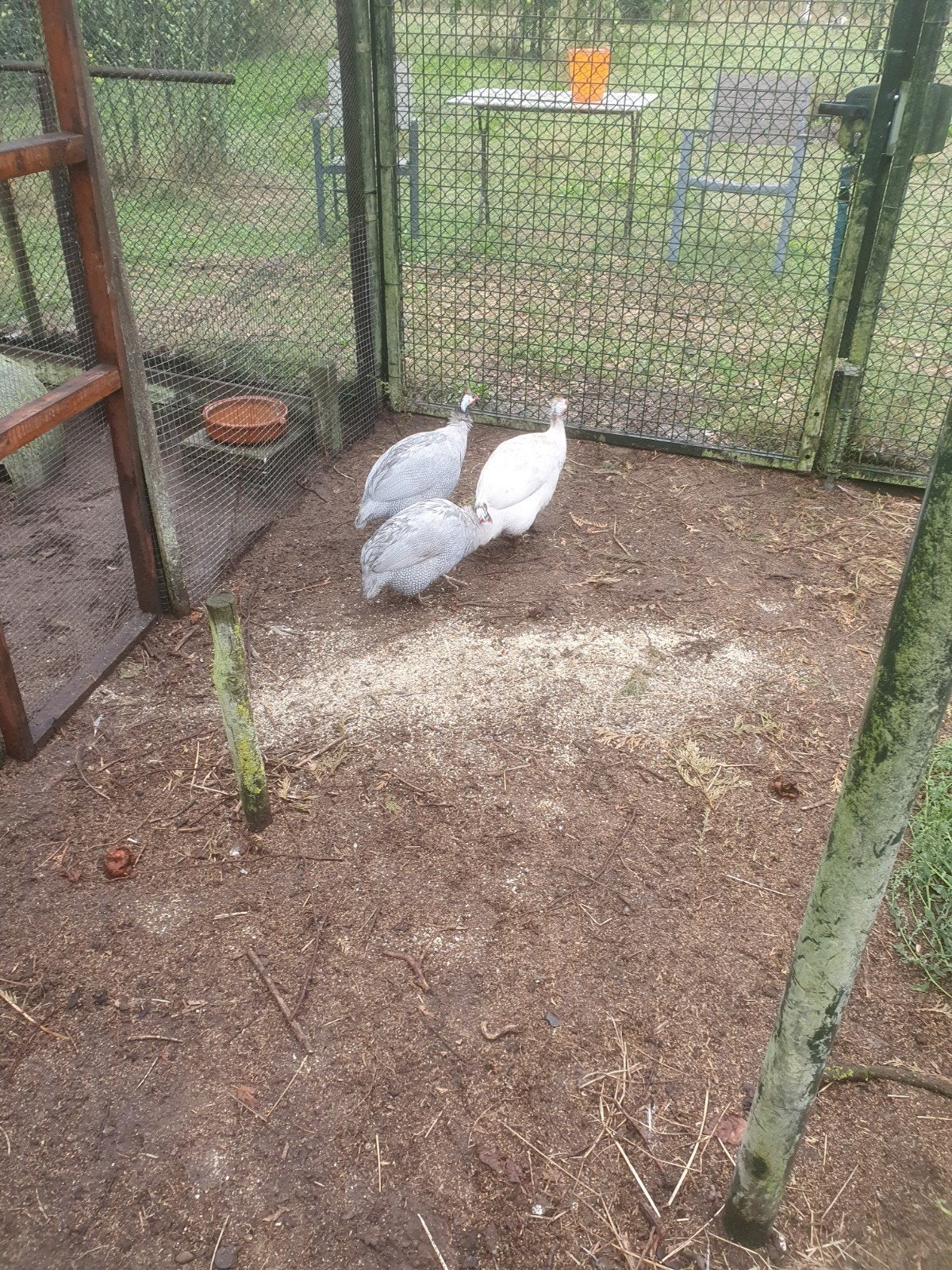 parelhoen, Dieren en Toebehoren, Meerdere dieren, Kip