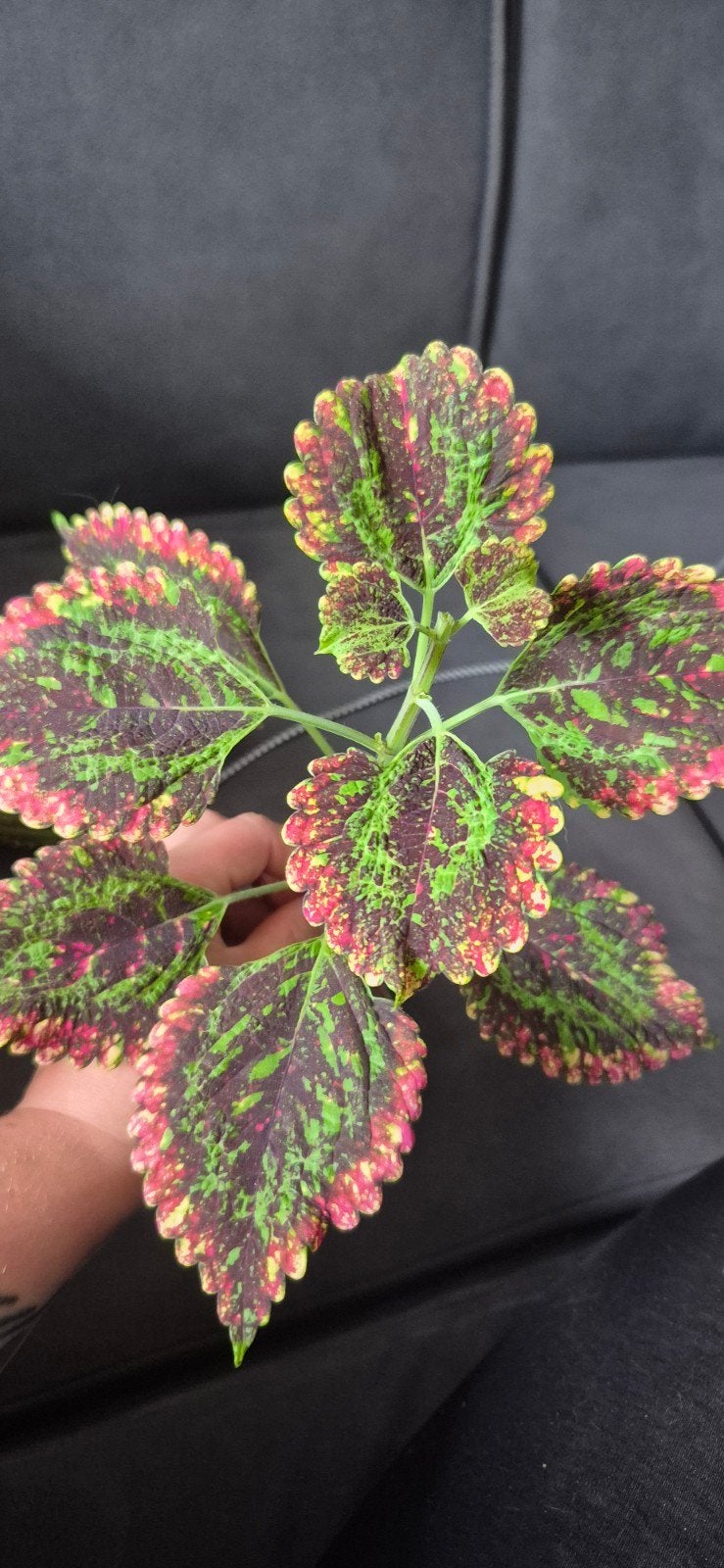 coleus - siernetel pinata, Ophalen of Verzenden, Halfschaduw, Minder dan 100 cm