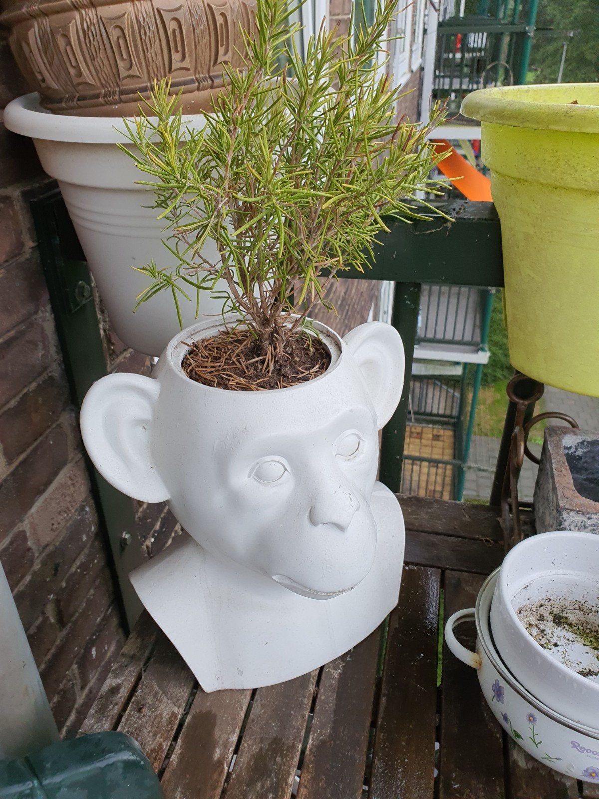 Apenkop bloempot met rozemarijn. Ophalen., Ophalen, Rond, Minder dan 30 cm