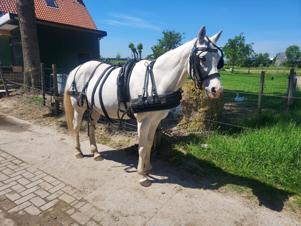 Mentuig Ideal leer maat cob, Dieren en Toebehoren, Ophalen of Verzenden, Overige soorten