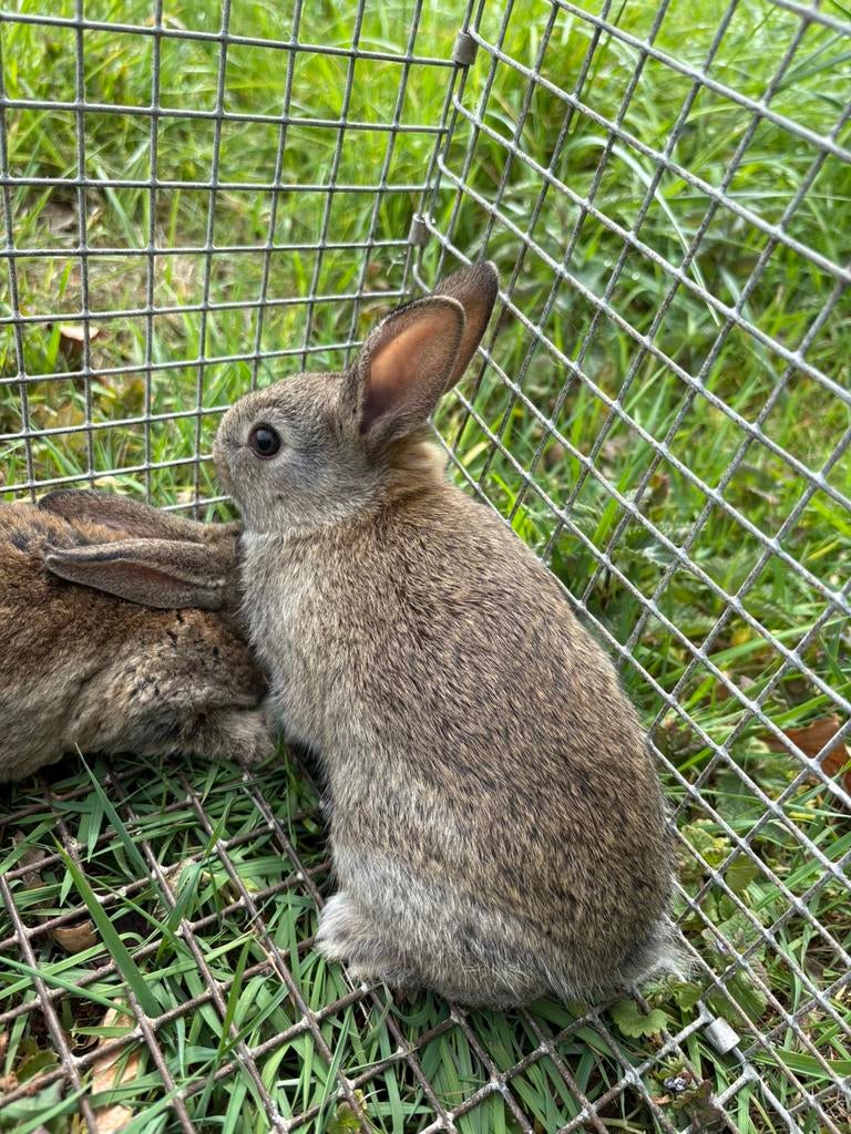 Steenkonijn jonge steenkonijnen., Dieren en Toebehoren, Meerdere dieren, Dwerg