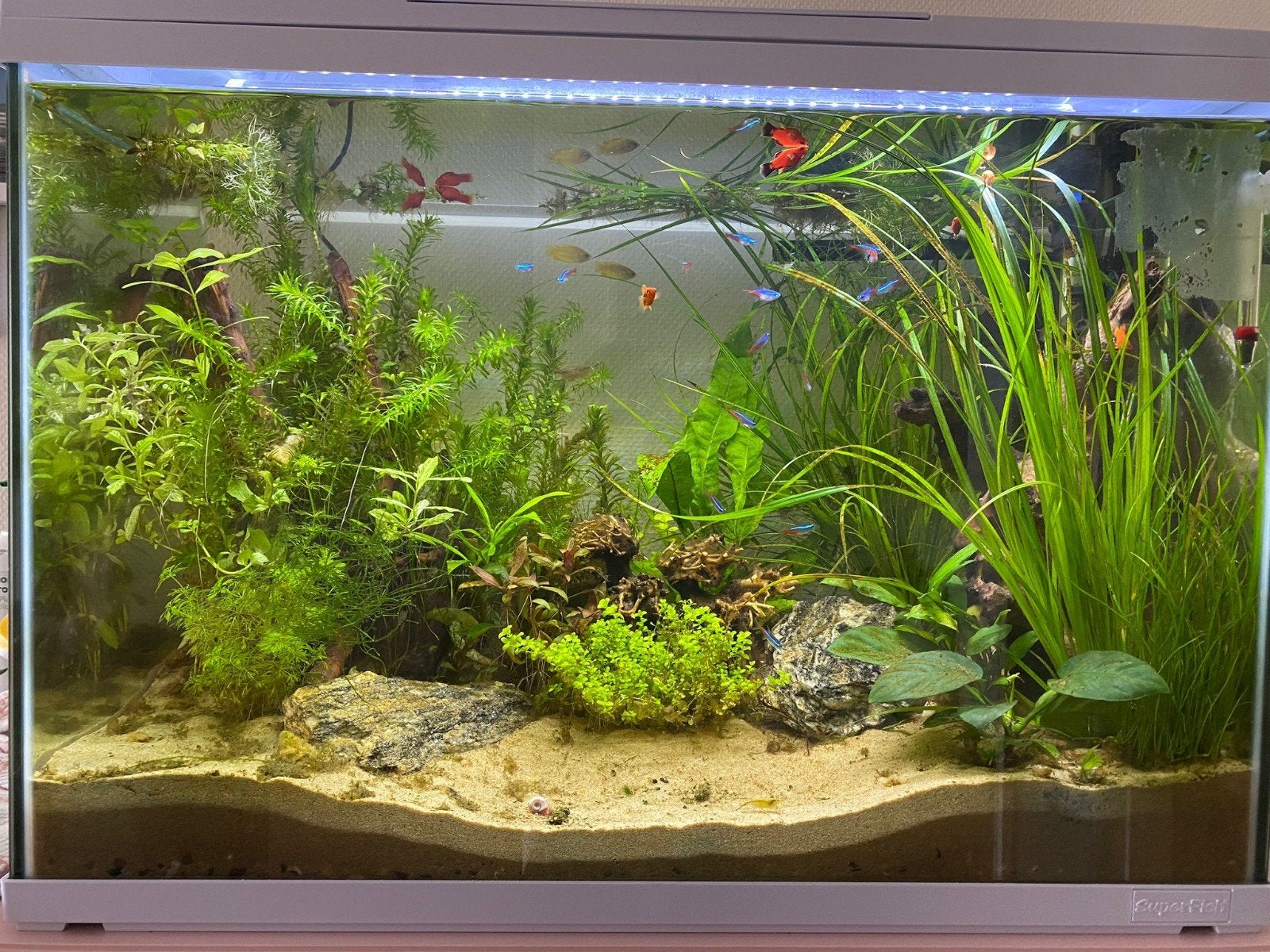 ciano aquarium 200 liter plus accesoires, Dieren en Toebehoren, Vissen | Aquaria en Toebehoren, Ophalen, Leeg aquarium