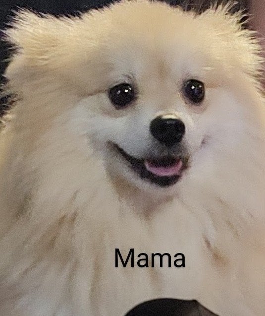Mooie pomeriaan  te koop, Dieren en Toebehoren, België, Particulier, Keeshond, 15 weken tot 1 jaar