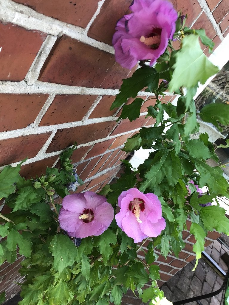 Hibiscus. Vaste plant  / grote plant, Vaste plant, Halfschaduw, Zomer, Ophalen
