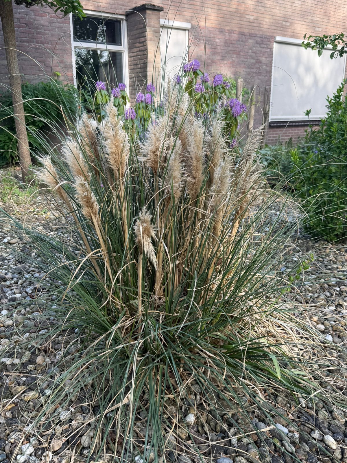 2 grote kluiten pampusgras, Tuin en Terras, Ophalen, Vaste plant, Siergrassen, Volle zon