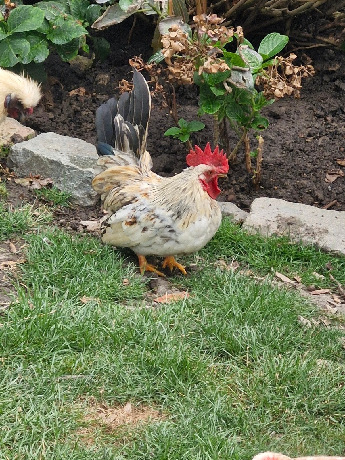 leuke chabo/ japanse kriel haan, Dieren en Toebehoren, Pluimvee, Mannelijk, Kip