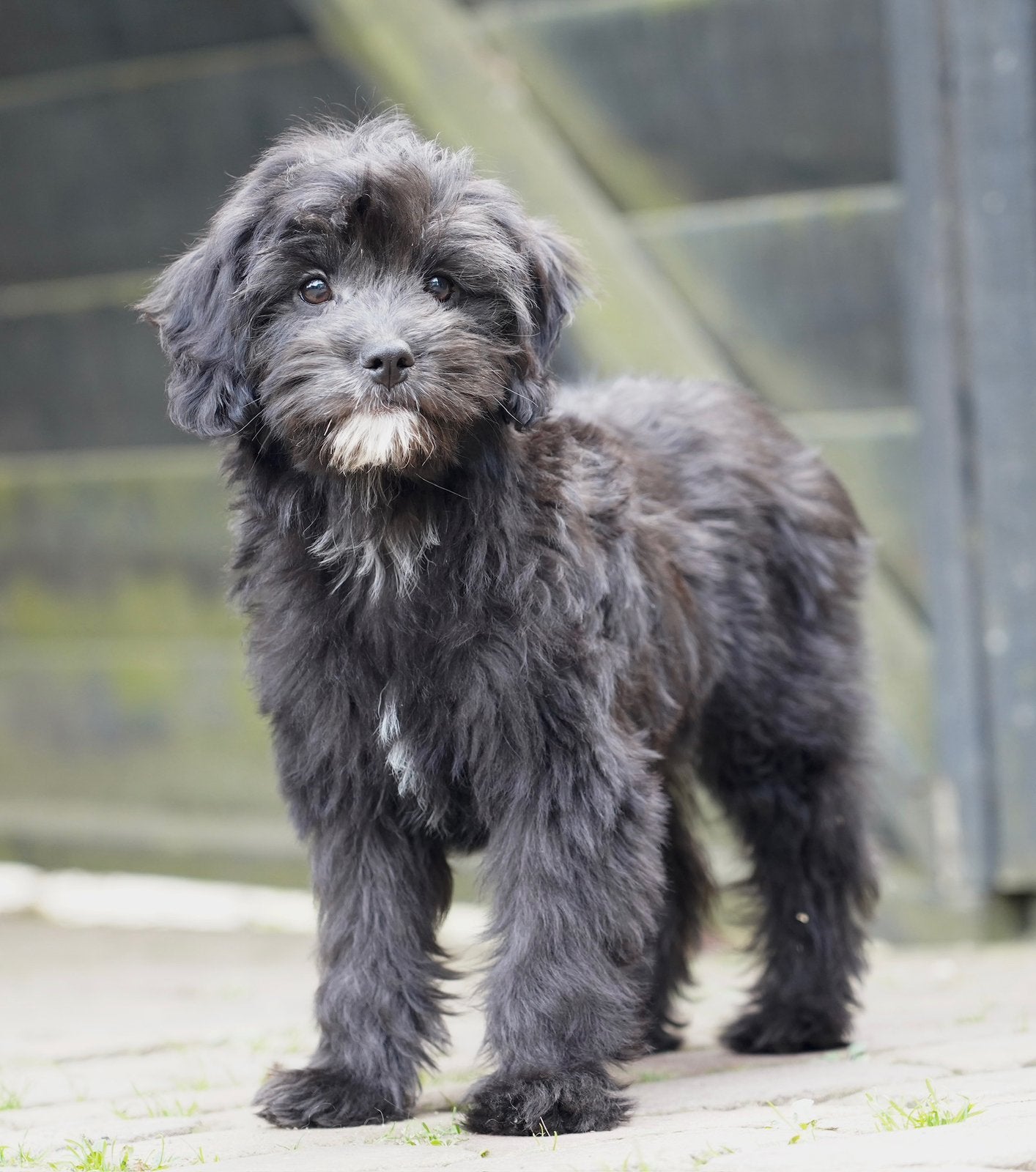 Boompoo pups | Teefjes | Boomer x Dwergpoedel, Nederland, CDV (hondenziekte), 8 tot 15 weken, Meerdere
