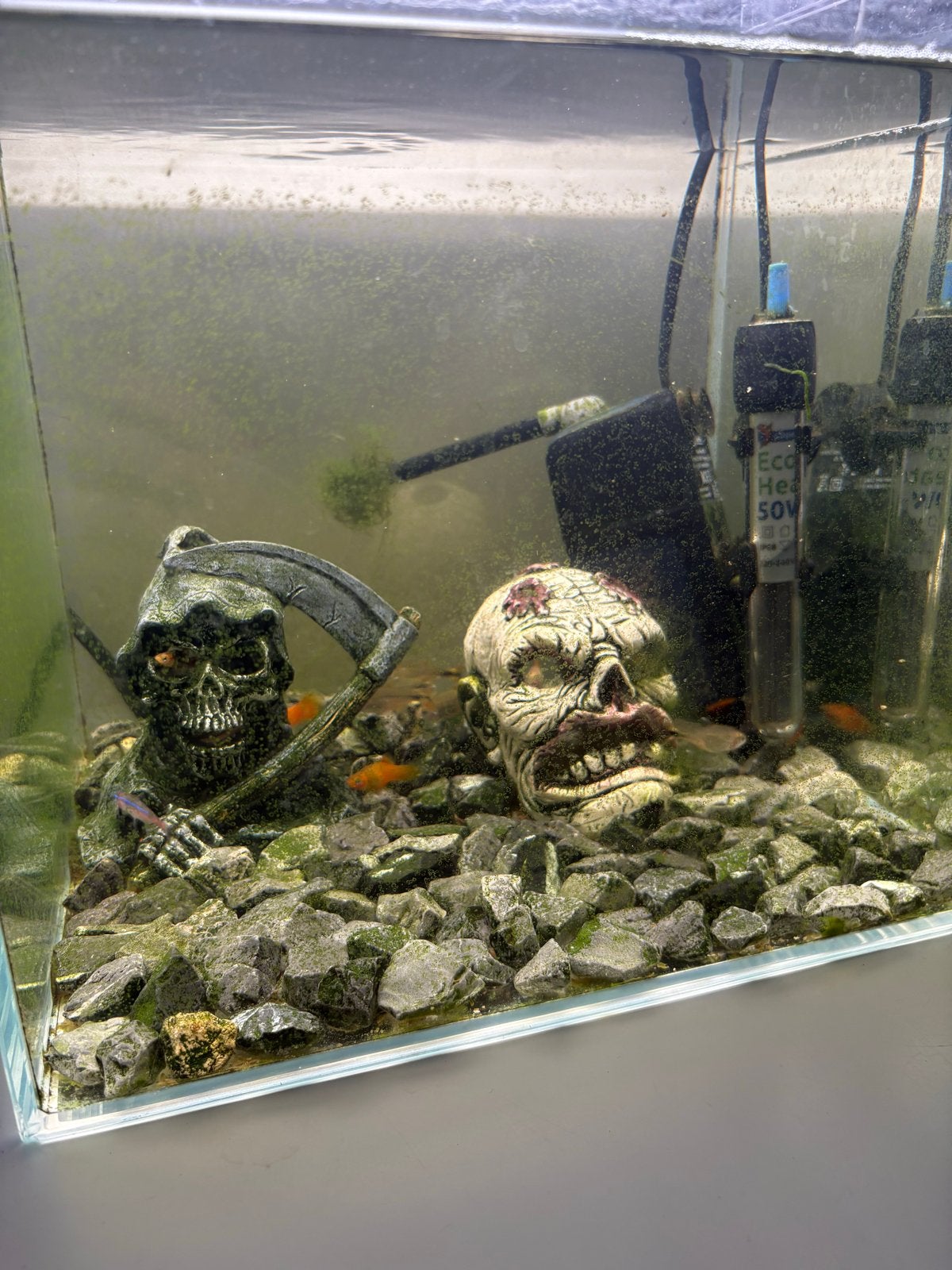 Aquarium met vissen, Dieren en Toebehoren, Ophalen