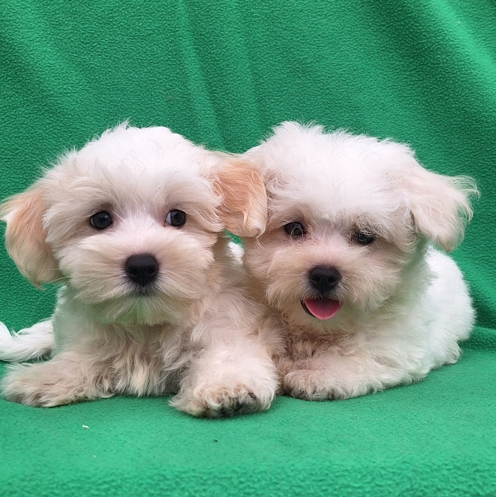 Lieve Maltezer Pups, Parvo, Maltezer, Nederland, Reu