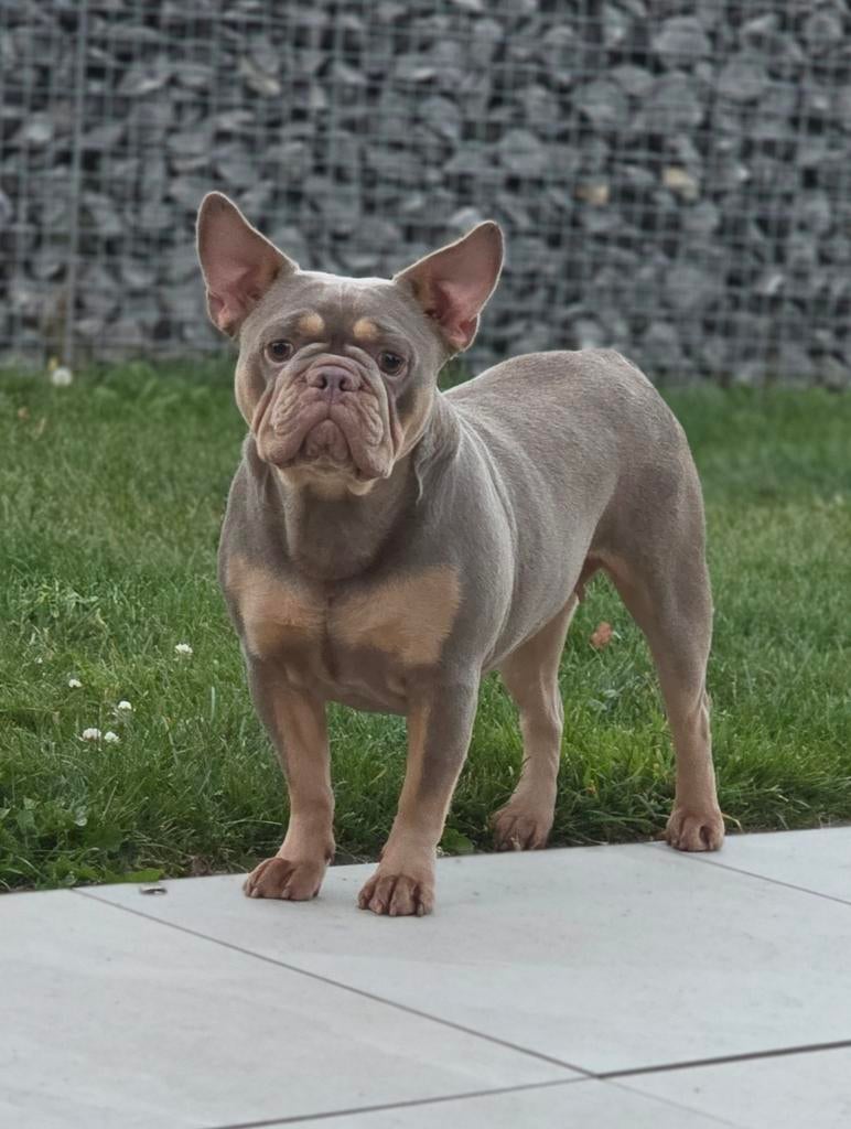Super gave Engelse x Franse bulldog teef, Dieren en Toebehoren, Particulier, Buitenland, Teef, Parvo